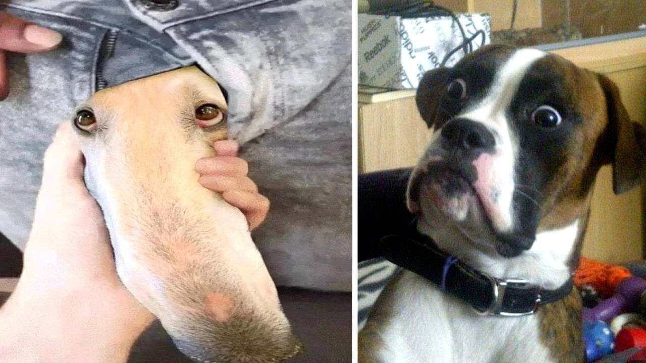 Funny Pets That Will Absolutely Brighten Up Your Day