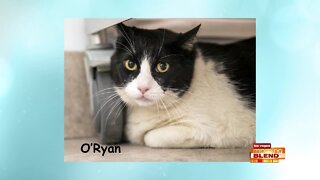 PICK OF THE LITTER: O'Ryan!