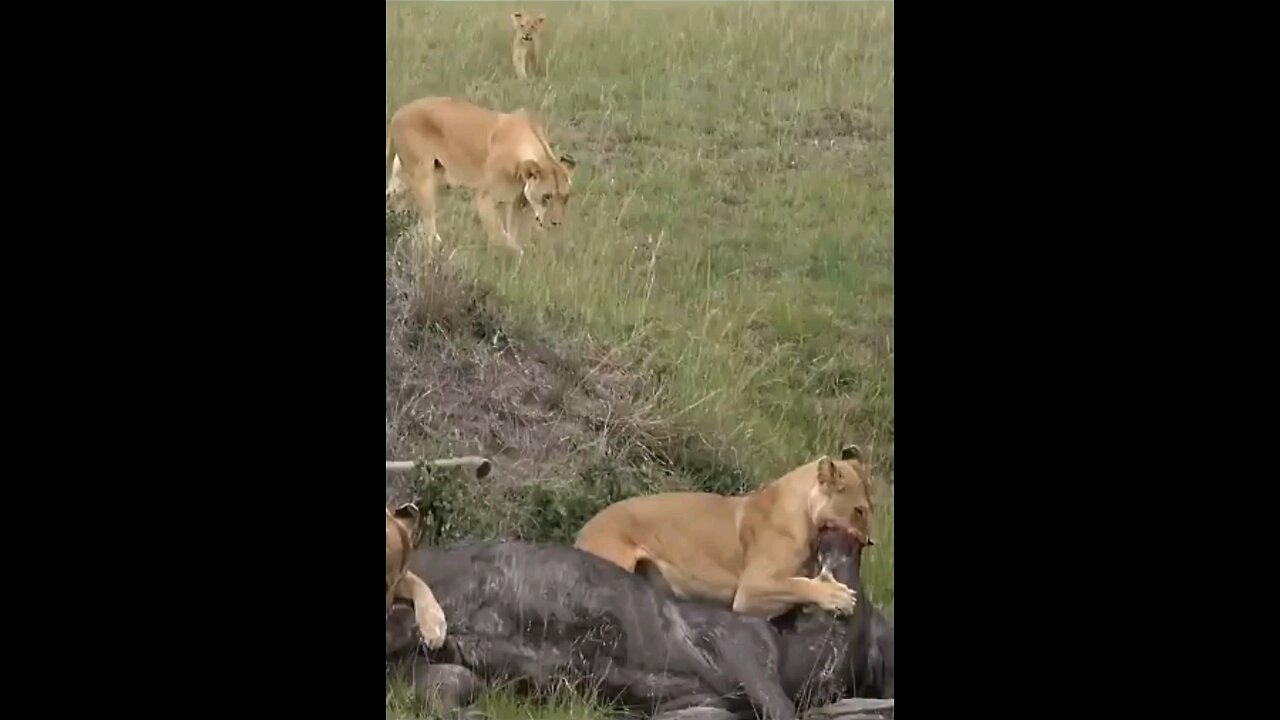 Lioness Catches A Buffalo