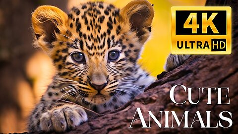 Cute Animals | Baby animals | Compilation video | videos for kids | Rank 1