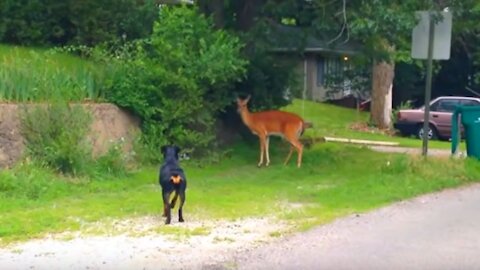 Deer vs. Dog