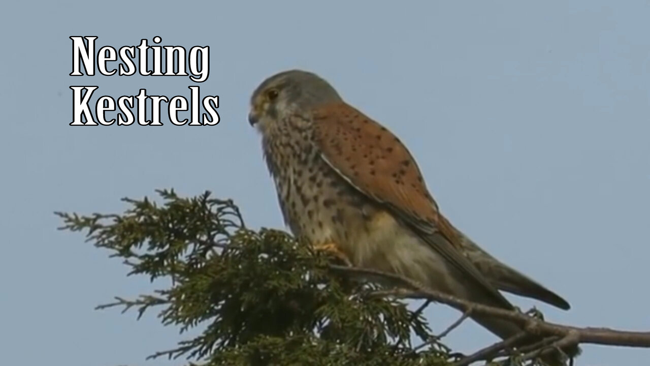 Kestrels Nesting