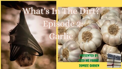 What's in the dirt? Episode 2: Garlic