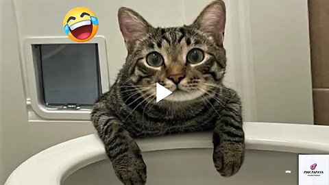 Funniest cats and dogs videos 3