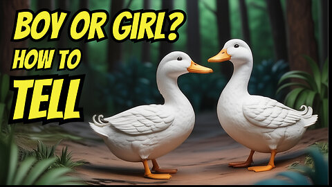 How To Tell If Your Duck Is Male Or Female