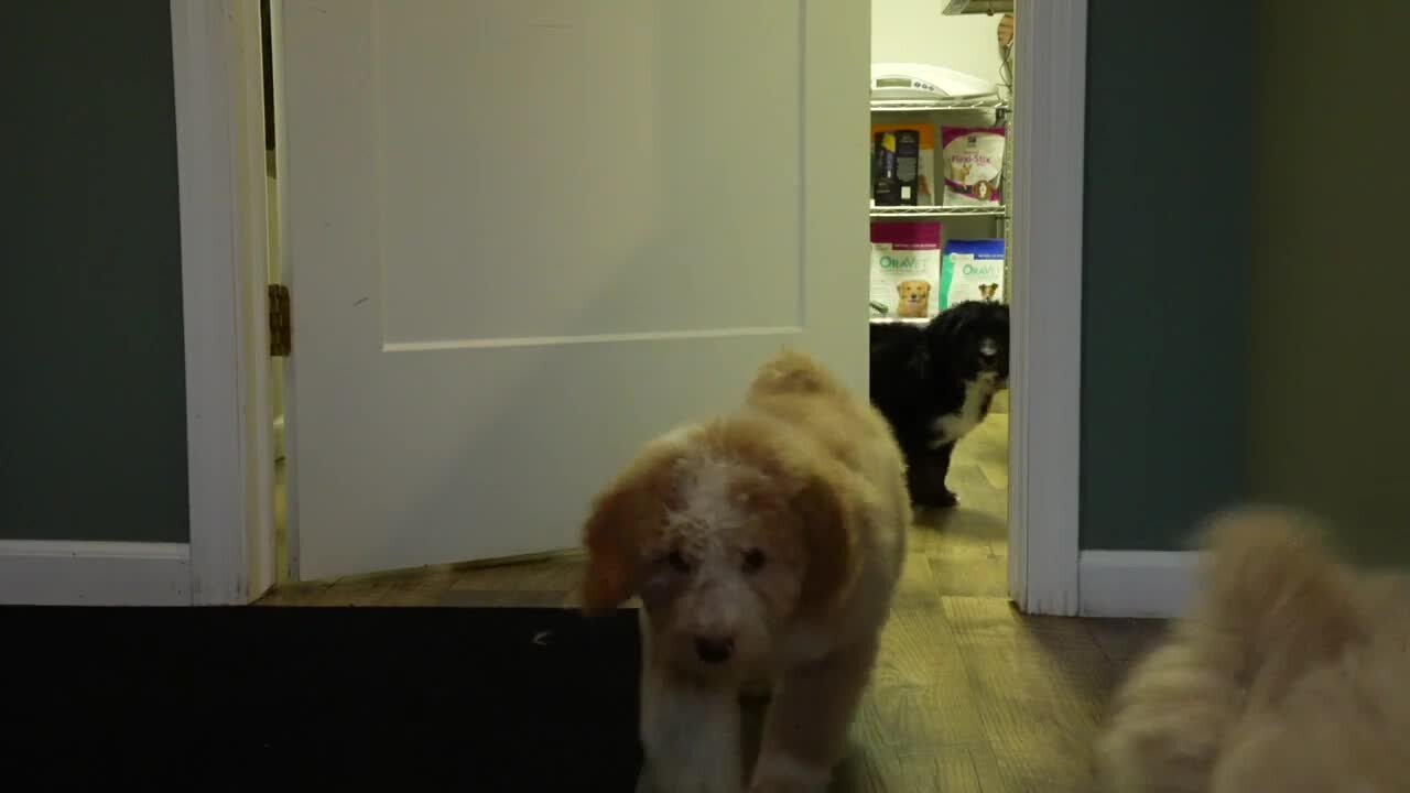 Four ways you can keep your pets safe this winter