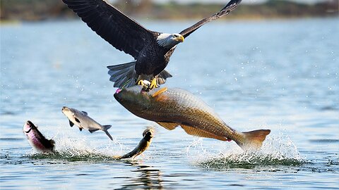 How dangerous of Eagle's jaw.