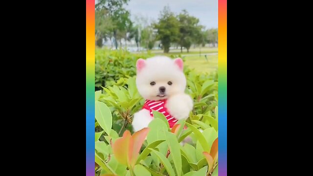 35 Cute and Funny Dog Videos Compilation #short #Funny Animals