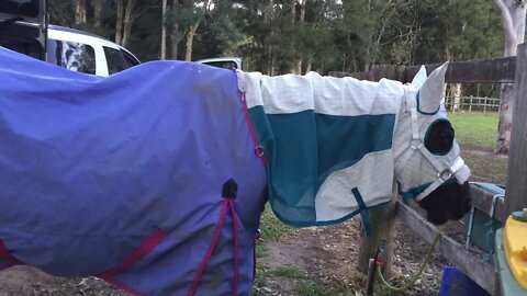 Penny in the in between weather - gradually she's putting on weight