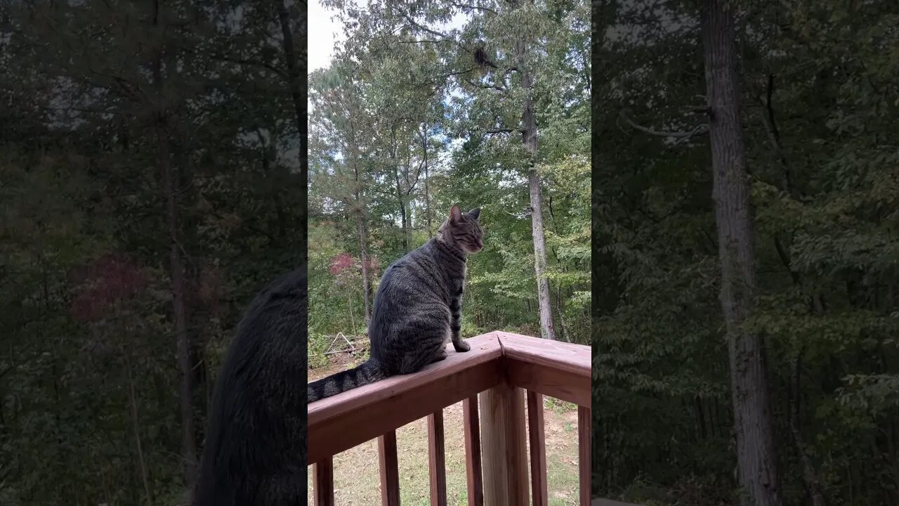 Kiki on her perch