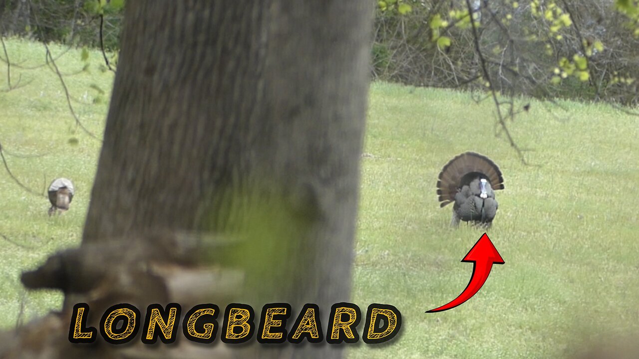 STALKIN' A LONGBEARD! TURKEY HUNTING