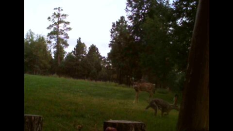 BABY Deer Chases BUNNY!