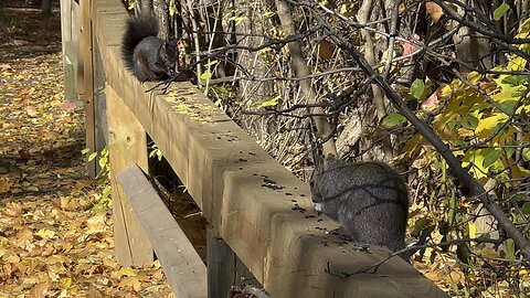 Gray and Black Squirrels sharing seeds 😂