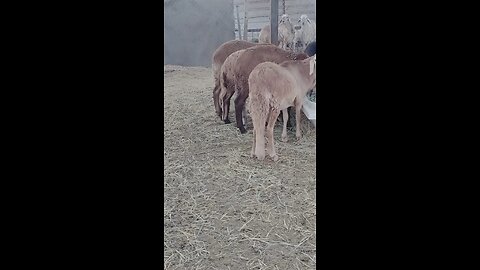 Goats have different type of tail.....i saw it in 1st time of my life