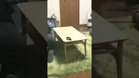 Cat Video #cat #shorts #reels #funny