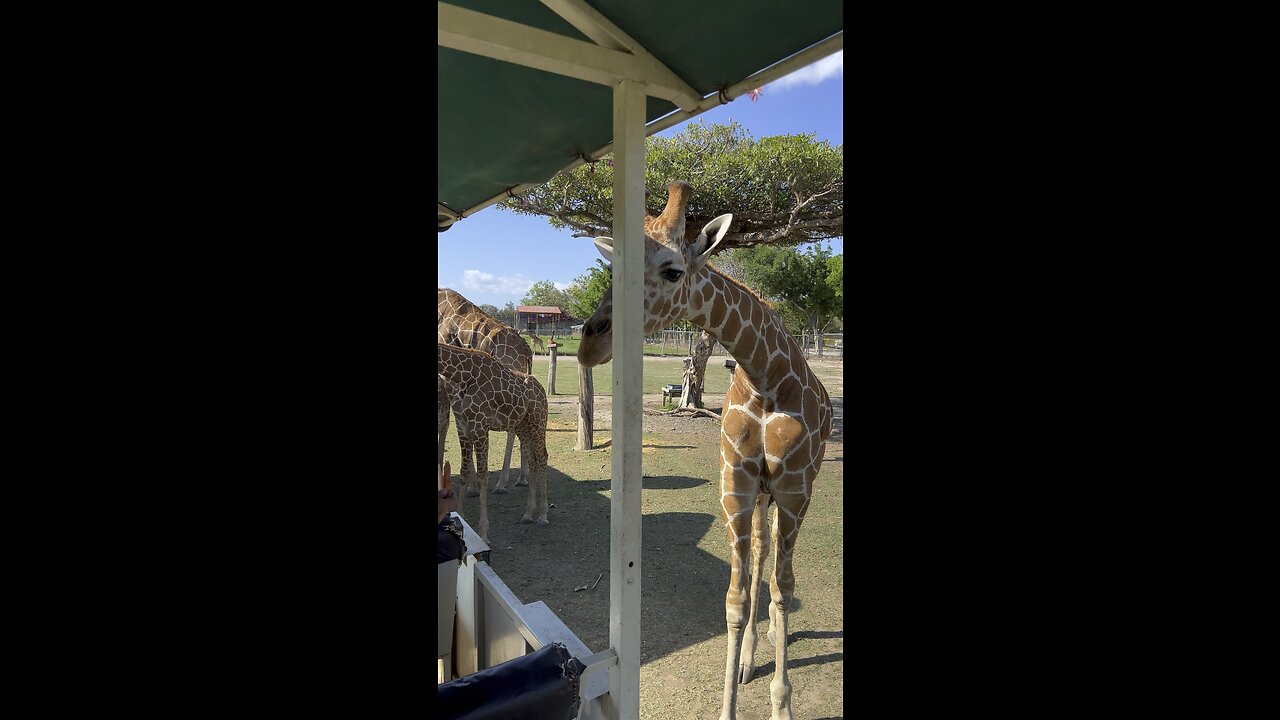 Feeding the giraffes. 🦒🦒🦒🦒
