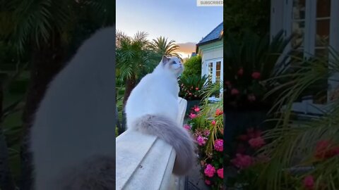 cute cat videos 😹 funny videos 😂 606 😻