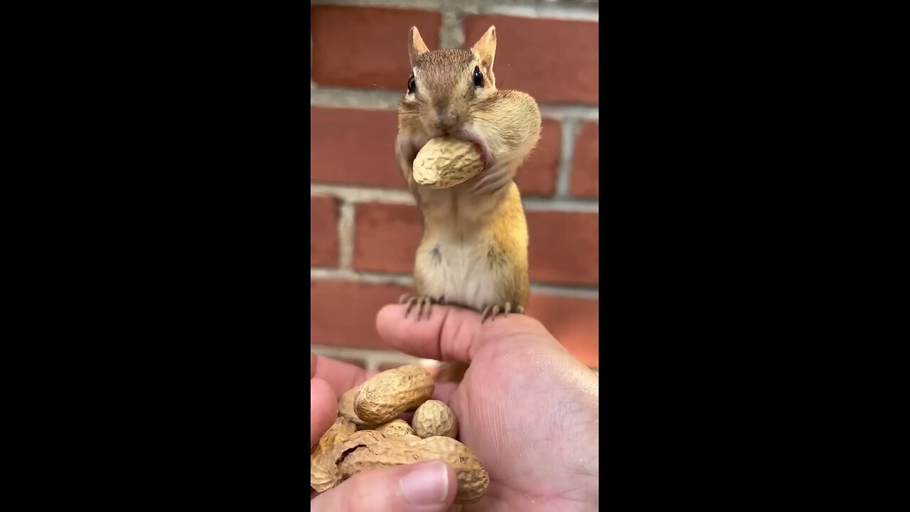 chipmunk and long peanut