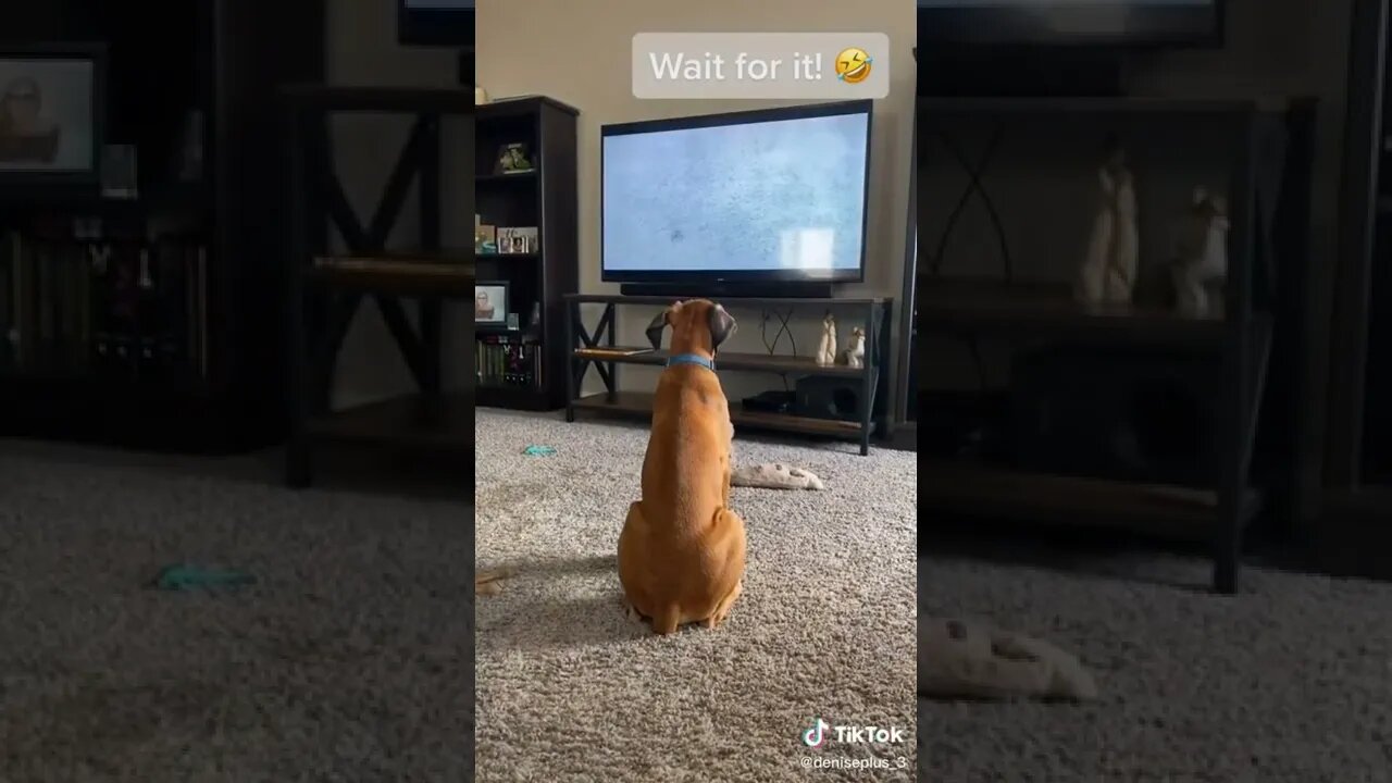 dog funny reaction#shorts