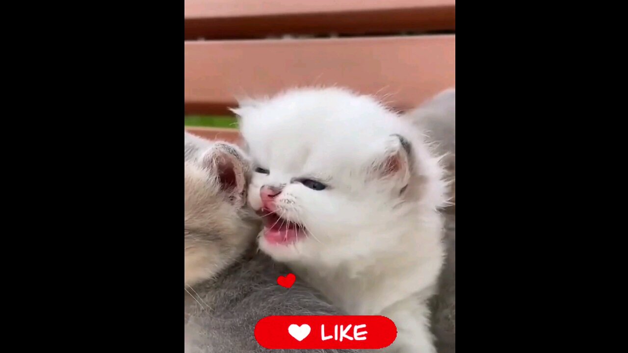 Very~cute~cat~kittens~trending~video