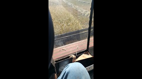 Swathing rye