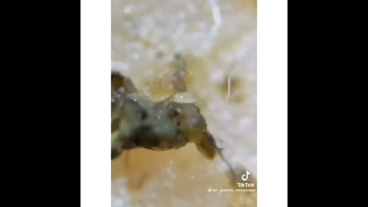 This is secretly what's in your hot dog