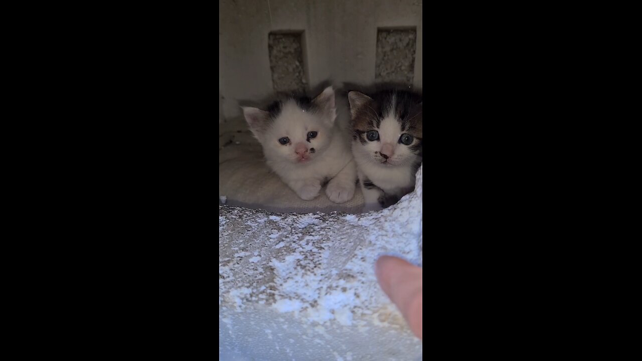 So Cute Tiny Kittens