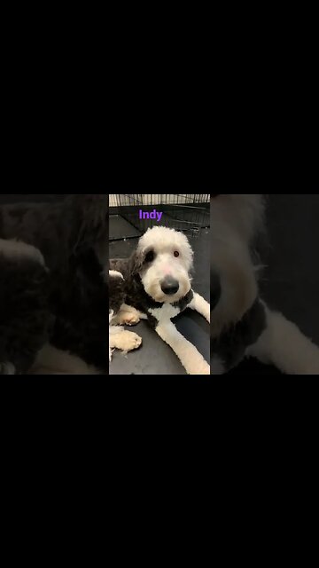 [Shorts 0084] INDY [#dogs #doggos #doggies #puppies #dogdaycare]