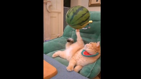 Cat play 🤣 with watermelon funny cat video