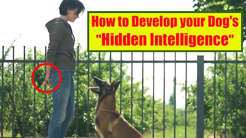 TOP TEN Important Commands That Every Dog Should Know...