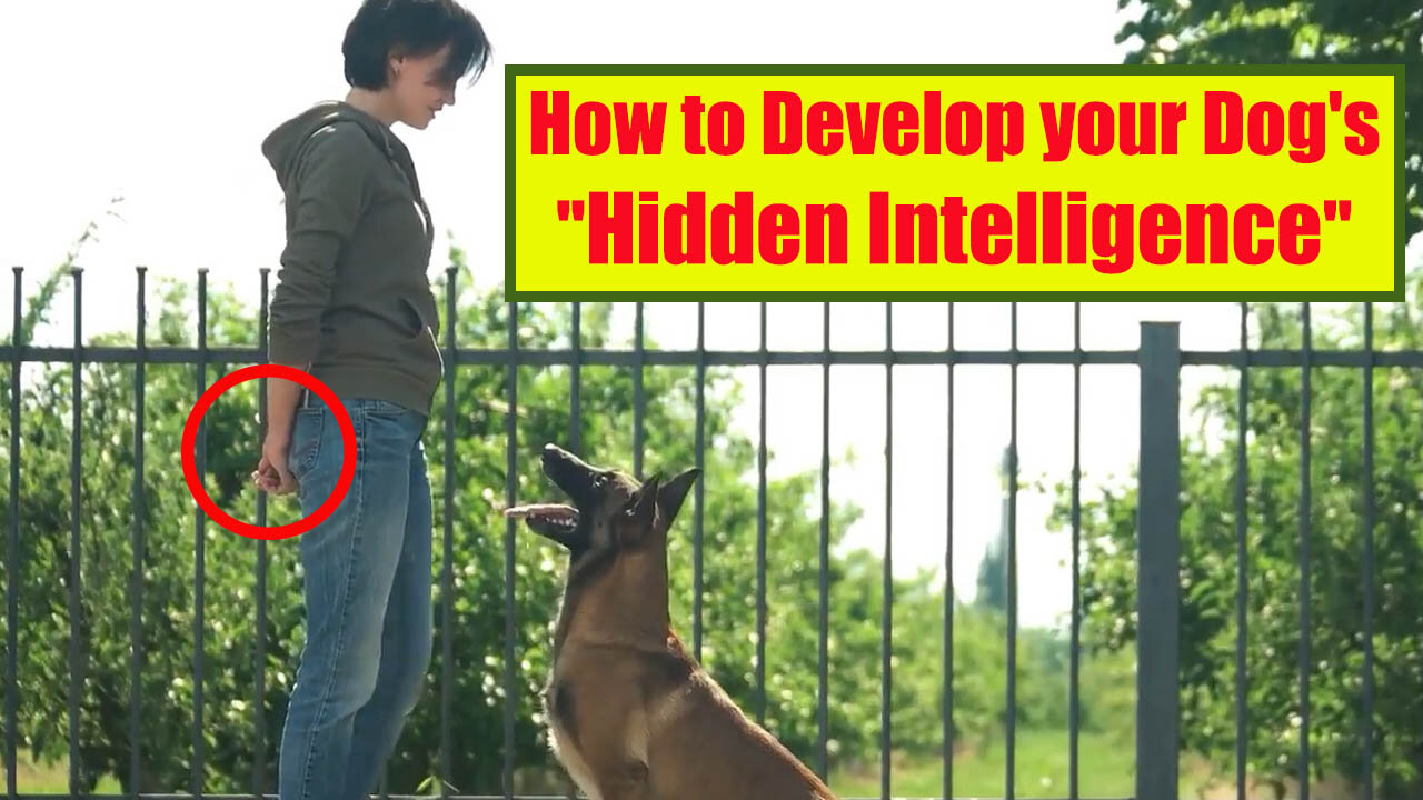 TOP TEN Important Commands That Every Dog Should Know...