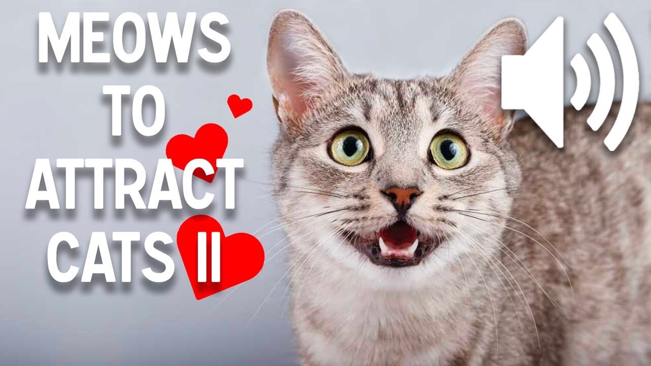 Sounds that attract cats - Meow to make cats come to you