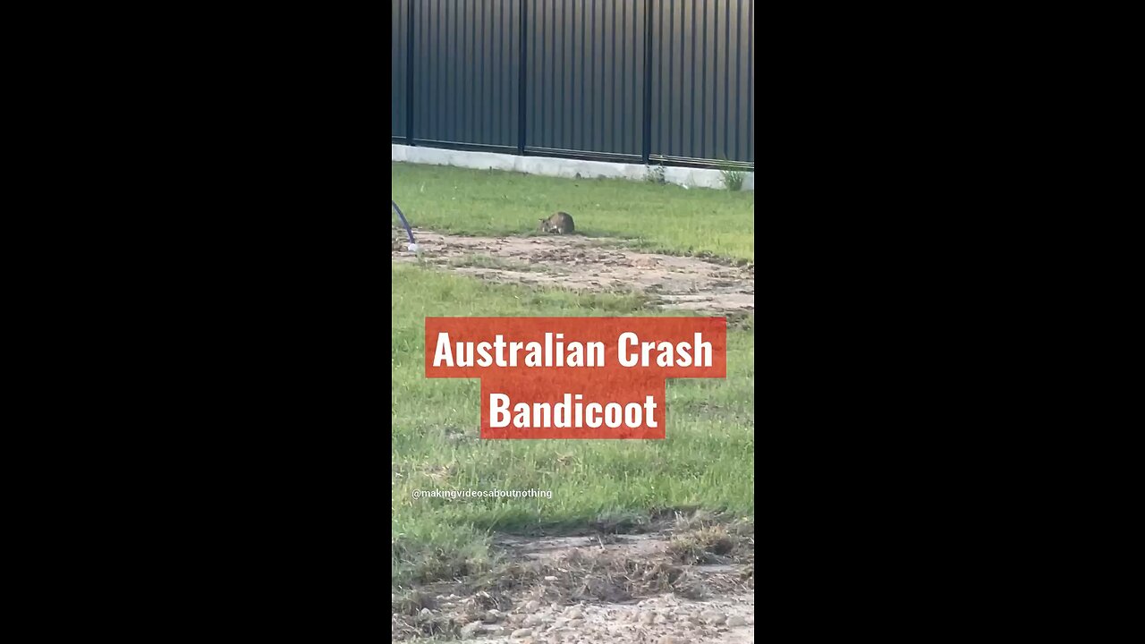 Australian Crash Bandicoot