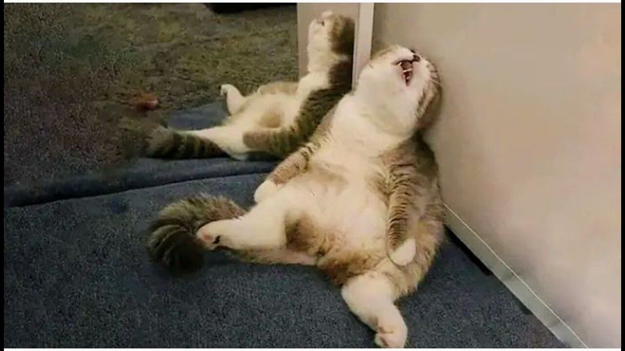😂 LAUGH Non-Stop With These Funny Cats 😹 - Funniest Cats Expression Video 😇 - Funny Cats Life