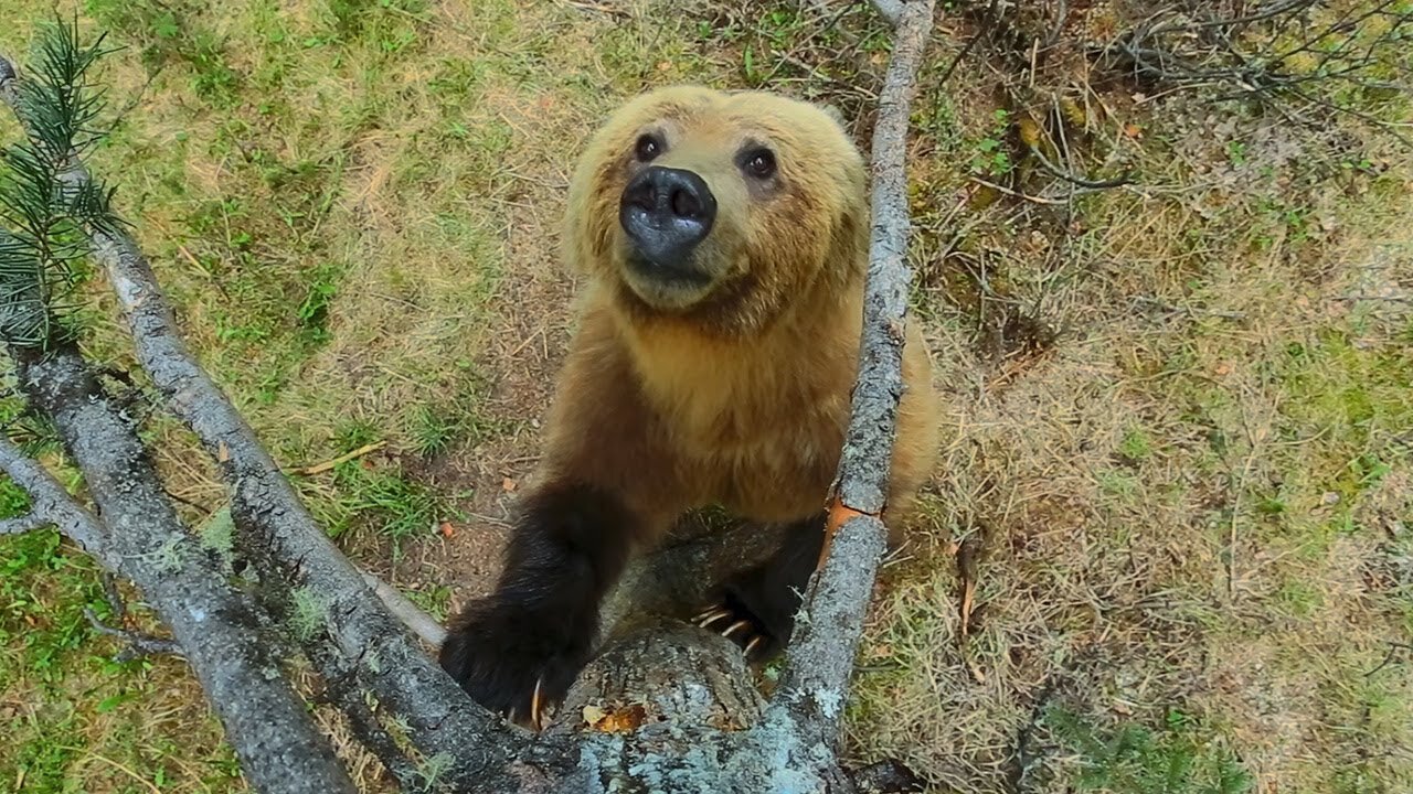 Bears Dancing in the Forest | 4K UHD | Planet Earth II