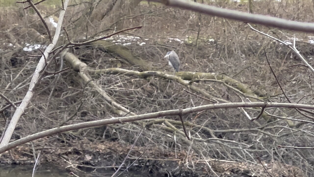 Blue Heron still at Humber River James Gardens Toronto