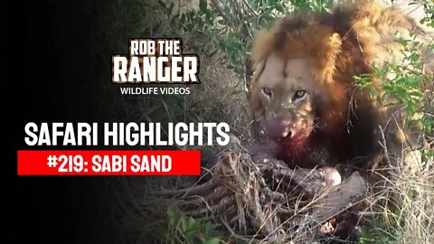 Safari Highlights #219: 15 - 18 July 2013 | Sabi Sand Nature Reserve | Latest Wildlife Sightings