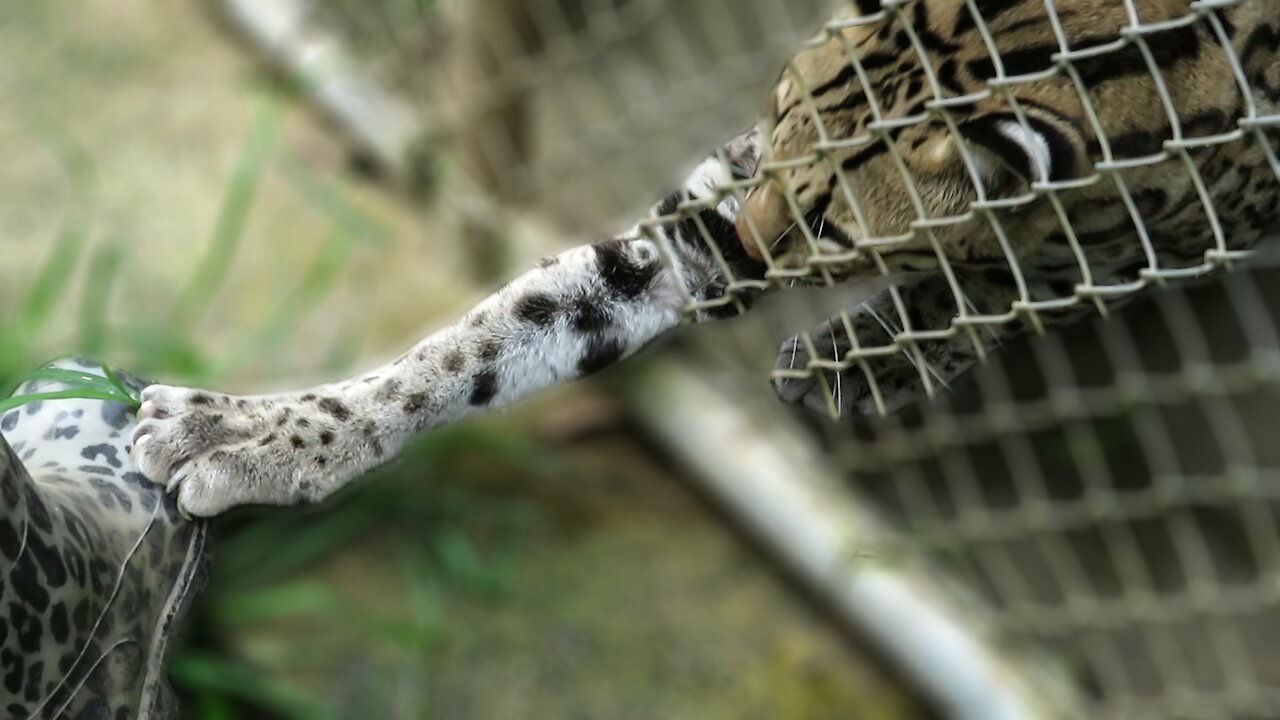 Rescued Ocelot is curious about leopard-print rubber boots