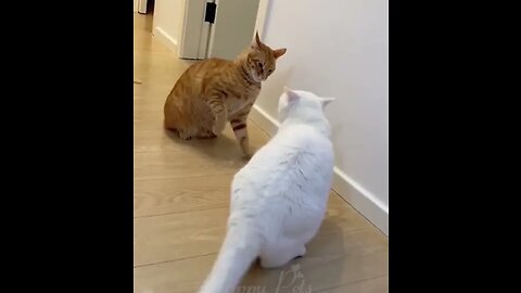 Animal Funny videos 2023😂