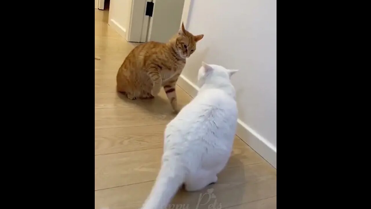 Animal Funny videos 2023😂