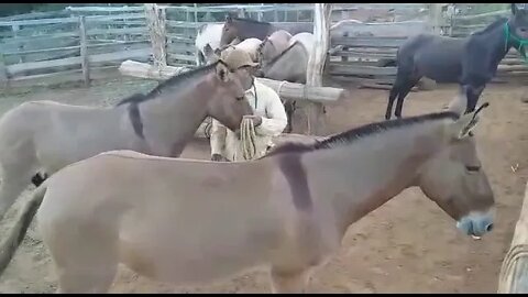 Burro Inteligente Atende Vaqueiro PO.