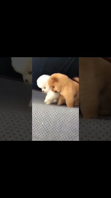 ANIMAIS MAIS ENGRAÇADOS DO MUNDO #91 - inscreve-se no CANAL #shorts