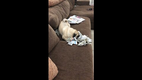 Crazy pug reading newspaper