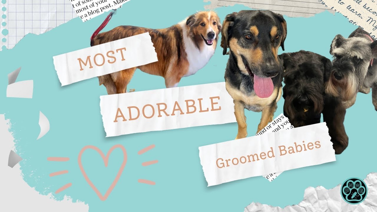 Most Adorable Groomed Babies | PNW Grooming | Corvallis Dog Groomer