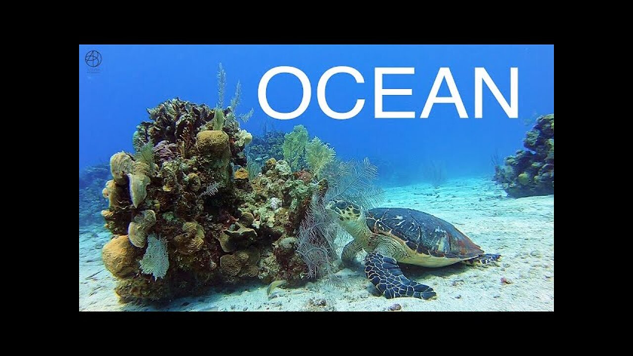 Beautiful Calm Relaxing 30+ minutes Ocean Wildlife & Chilled music