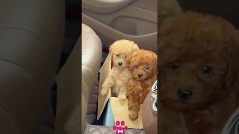 cute puppies #Petsandwild