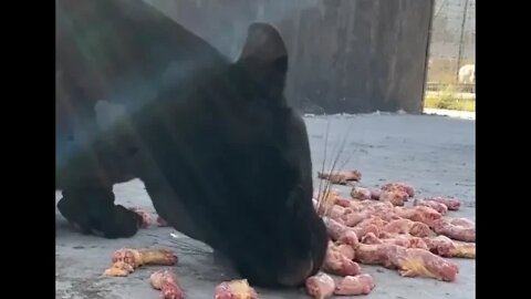 Panther eating - Daily Dose of Nature