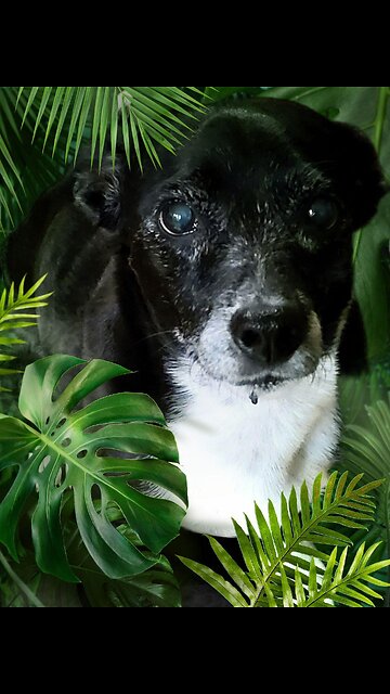 Happy 13th Birthday to the sweetest pup in town! 🐾🎂🎉