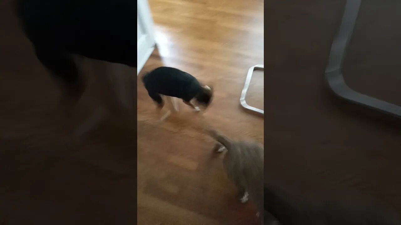 dog's having fun #shorts