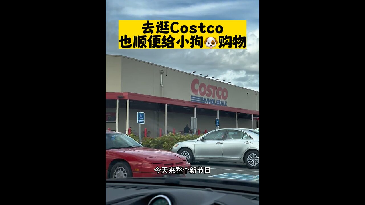 Tiger's daily (shopping @ Costco)